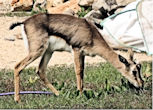 Gazelle Park in Jerusalem